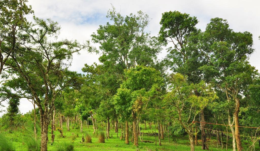 Punarjani Ayurvedic Resorts Ramakkalmedu Eksteriør bilde